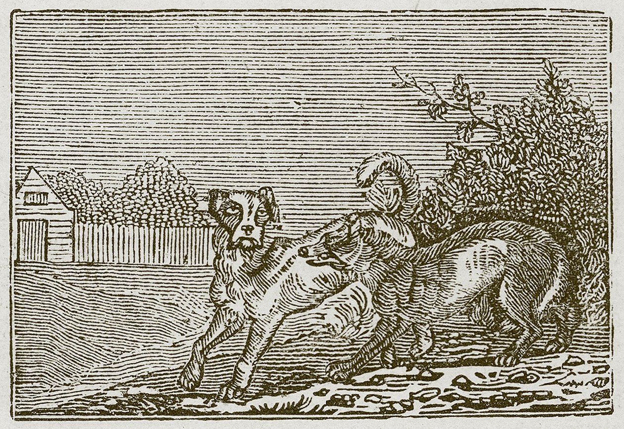 Der Hund und der Wolf von English School