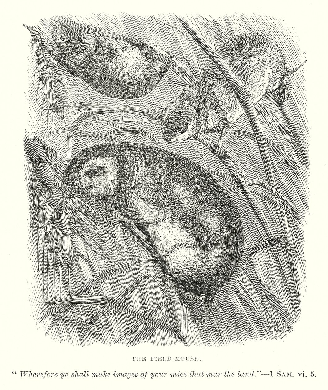 Die Feldmaus von English School