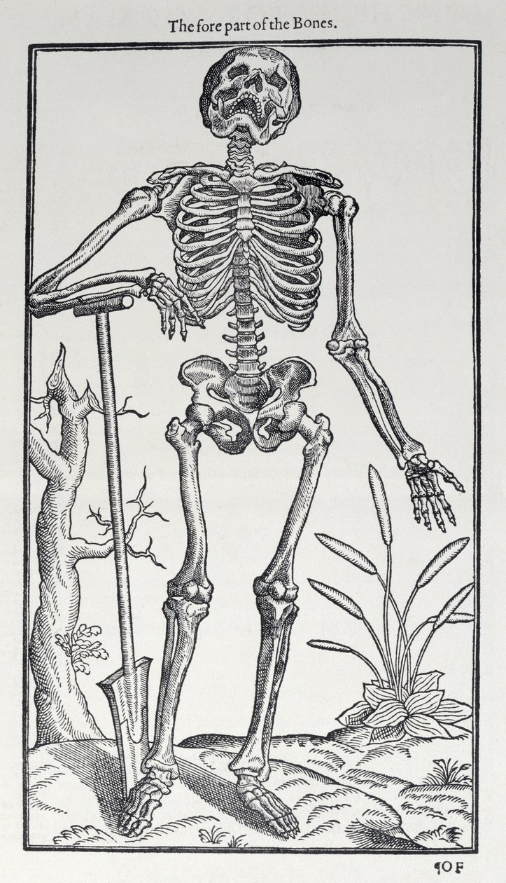 Die Vorderseite der Knochen, Tafel aus The Historie of Man, veröffentlicht von John Banister (1540-1610), 1578 von English School