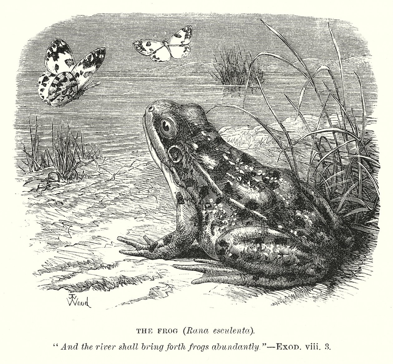 Der Frosch (Rana Esculenta) von English School