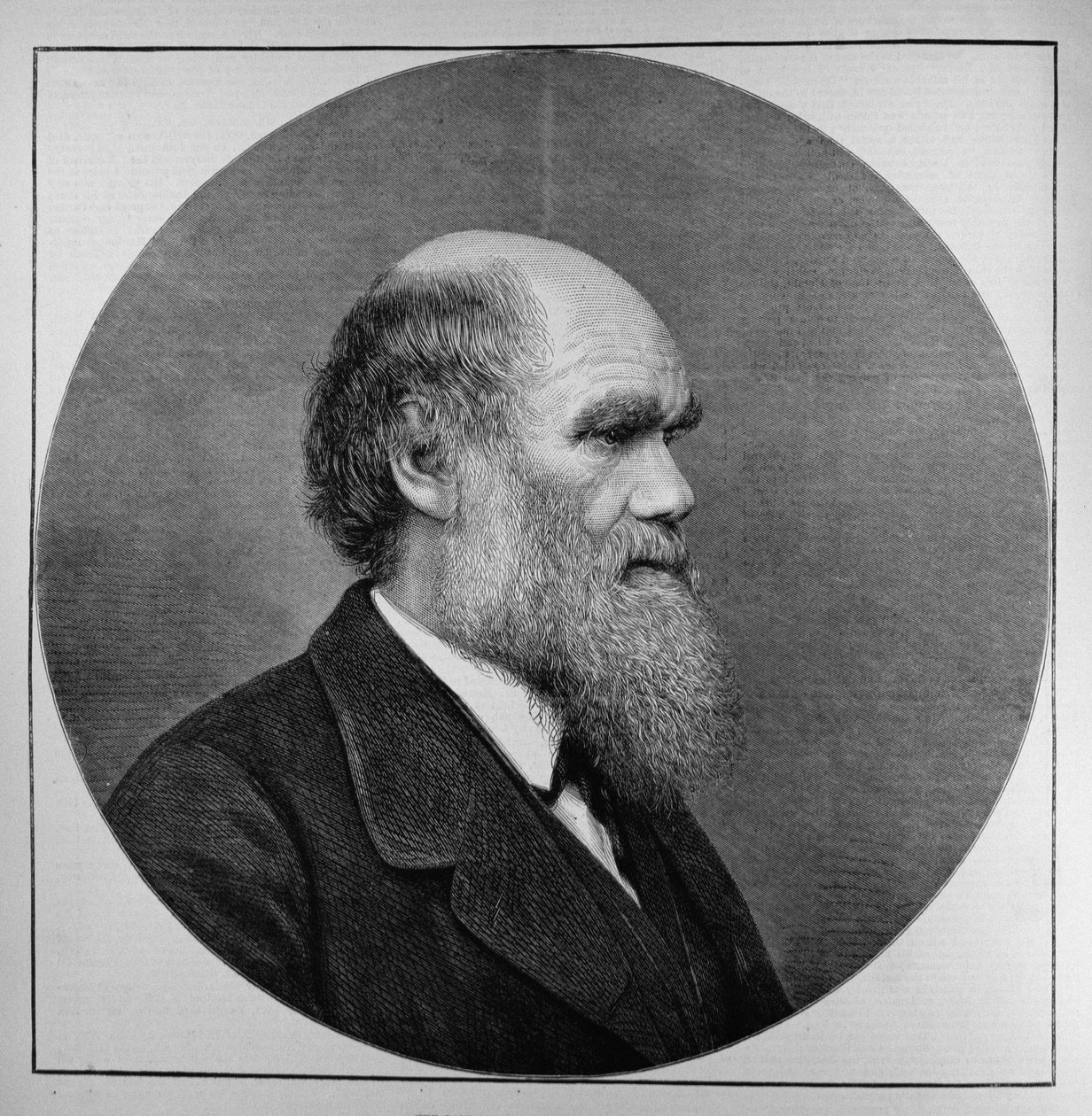 Der verstorbene Mr. C. R. Darwin, FRS, LLD, aus The Illustrated London News, 29. April 1882 von English School