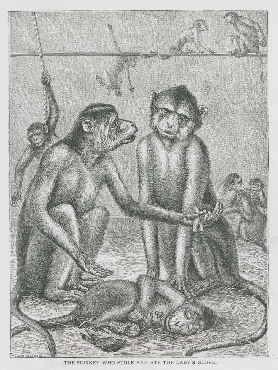 Der Affe, der den Handschuh der Dame stahl und aß von English School