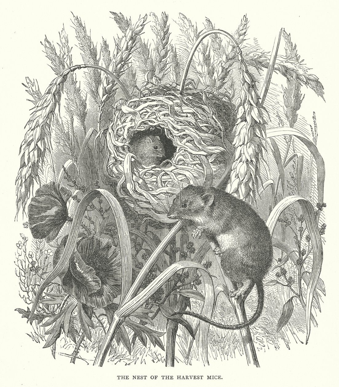 Das Nest der Erntemäuse (Gravur) von English School