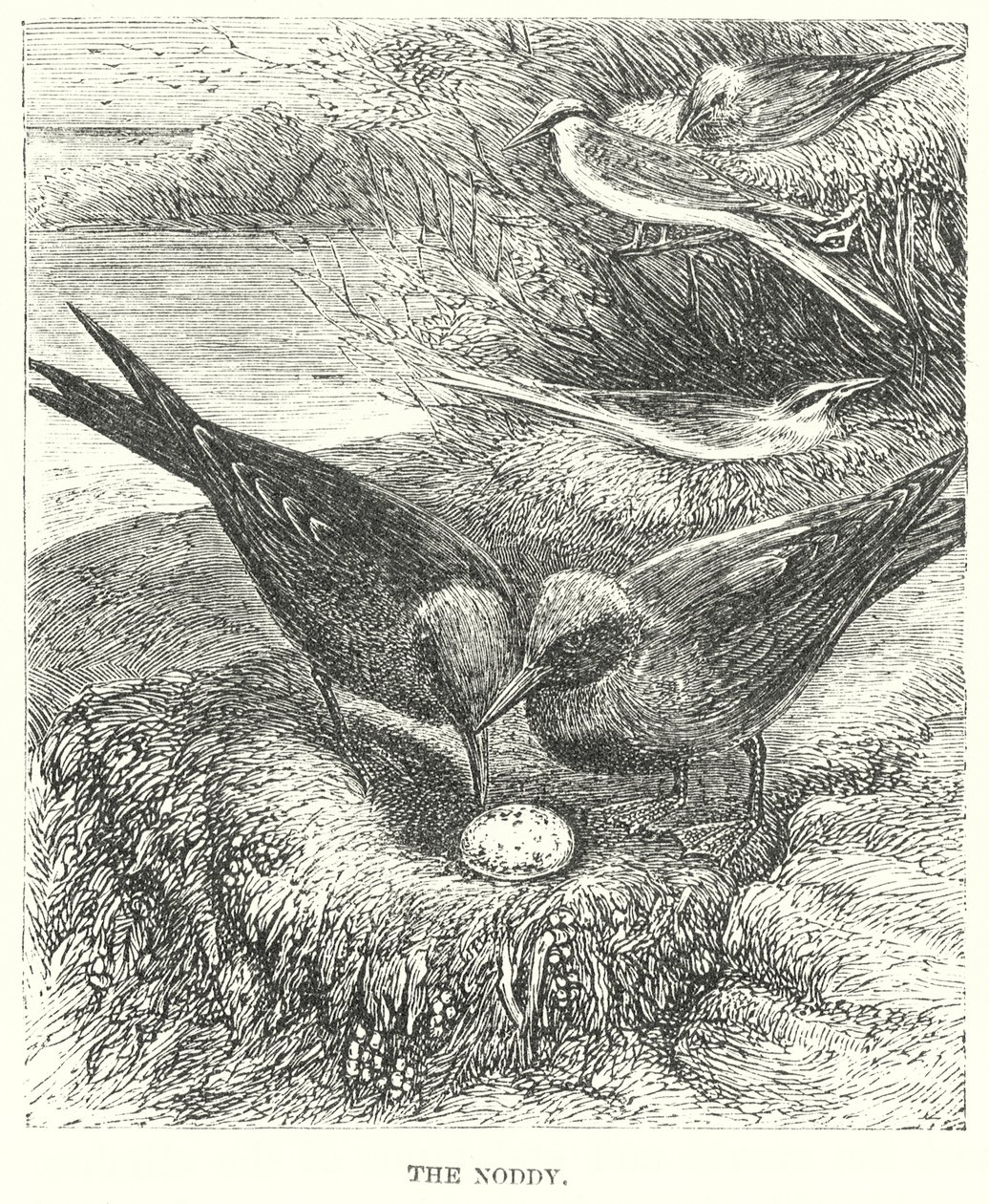 Der Dummkopf (Gravur) von English School