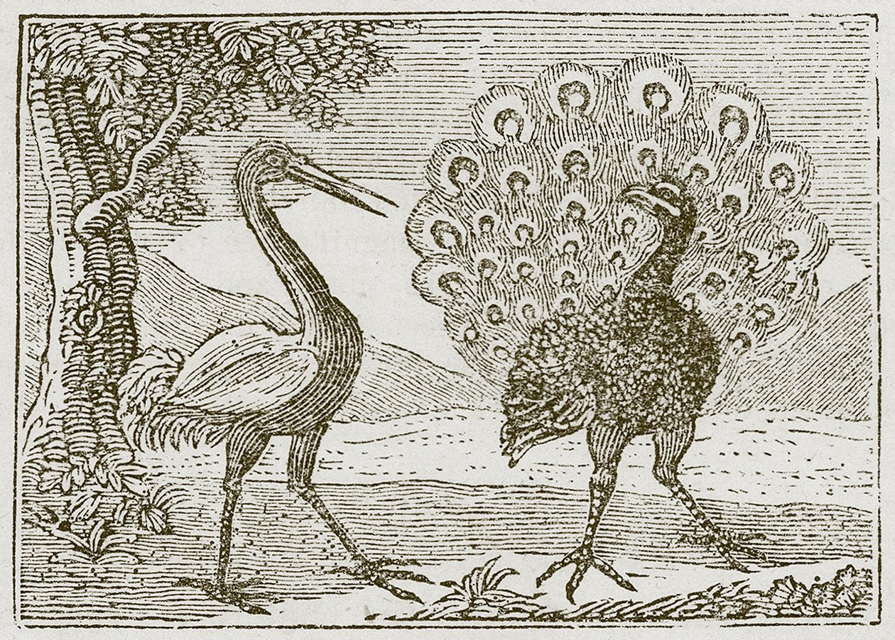Der Pfau und der Kranich von English School