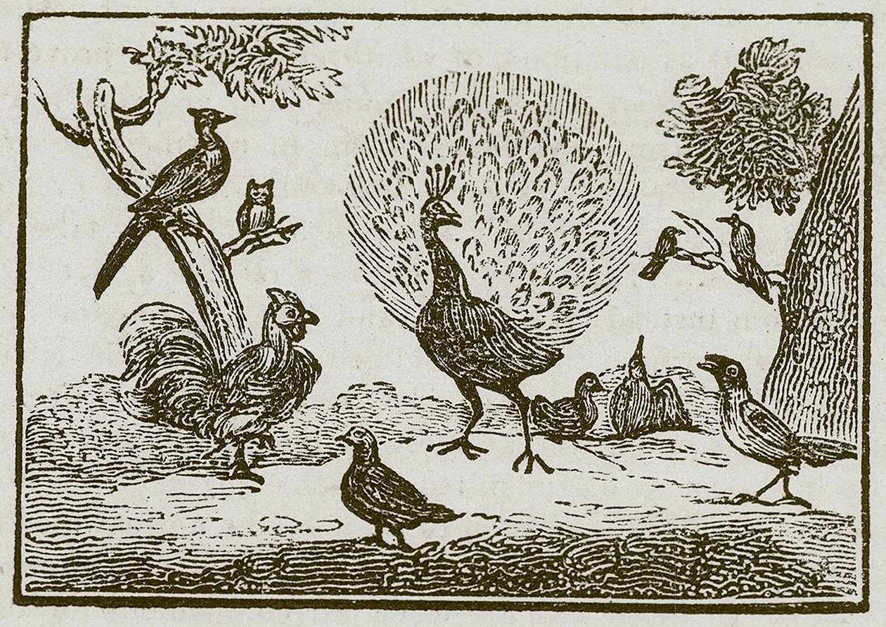 Der Pfau und die Elster (Gravur) von English School