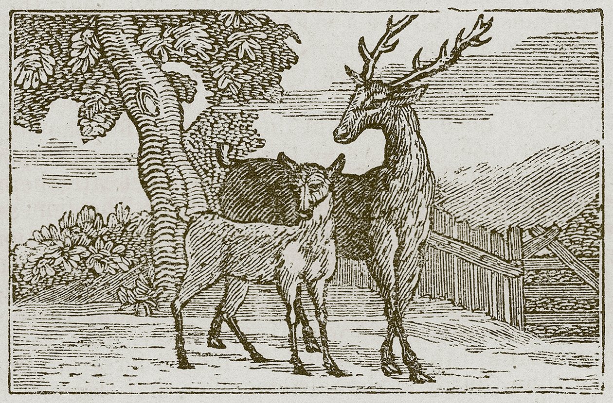 Der Hirsch und das Rehkitz von English School