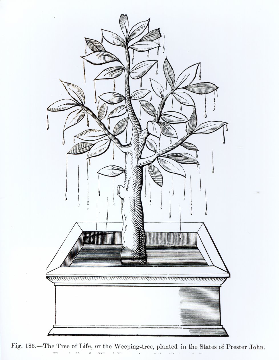 Der Baum des Lebens oder der Weidenbaum, gepflanzt in den Staaten von Priester Johannes, Illustration aus Wissenschaft und Literatur im Mittelalter und der Renaissance, geschrieben und graviert von Paul Lacroix, 1878 von English School