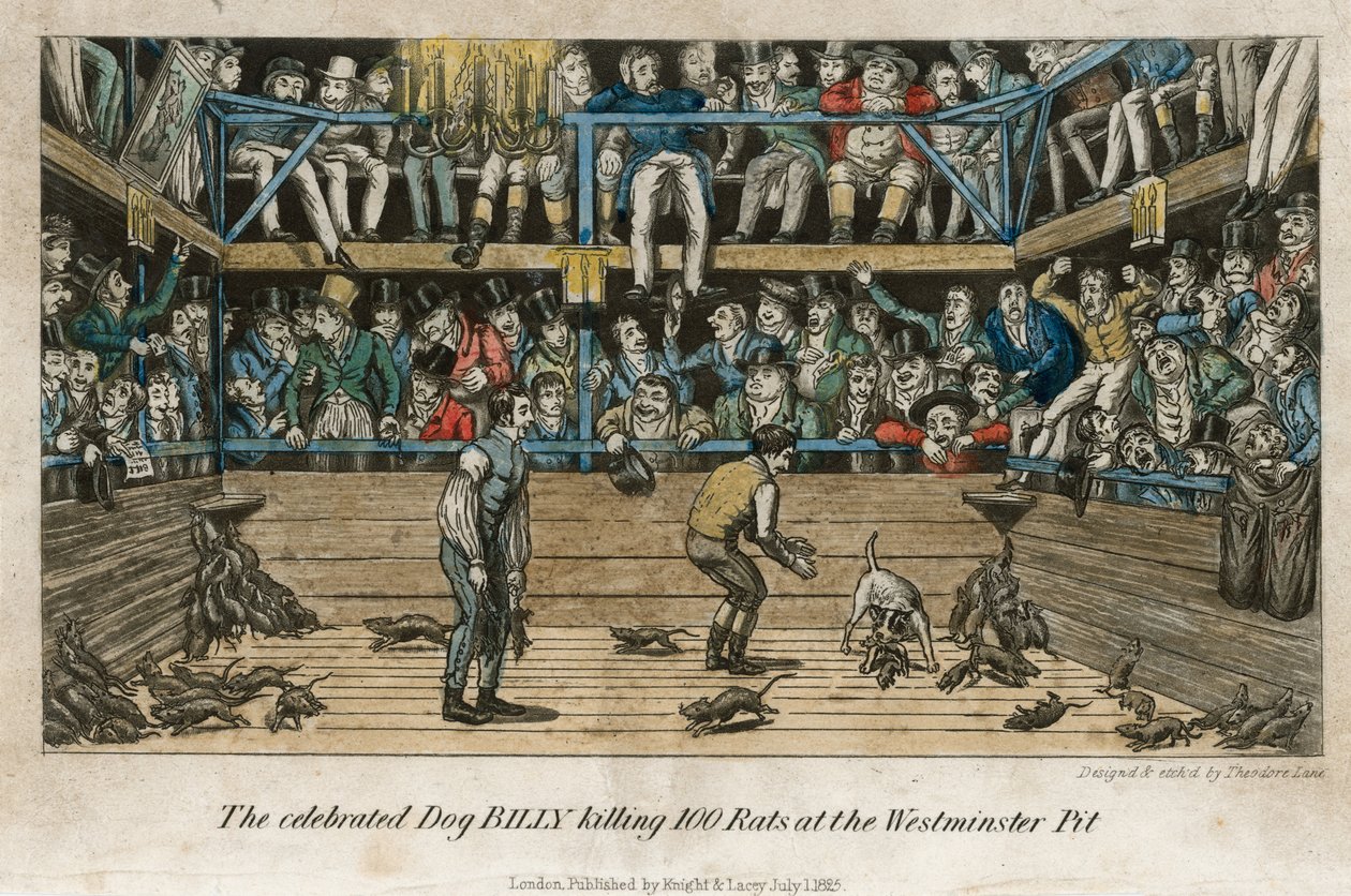 Der berühmte Hund Billy tötet 100 Ratten in der Westminster Pit von English School
