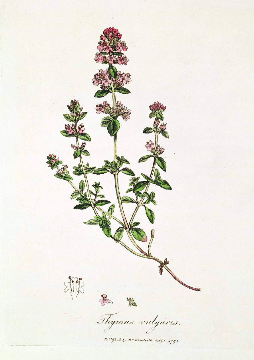 Thymian, Thymus vulgaris, veröffentlicht von Dr. Woodville von English School