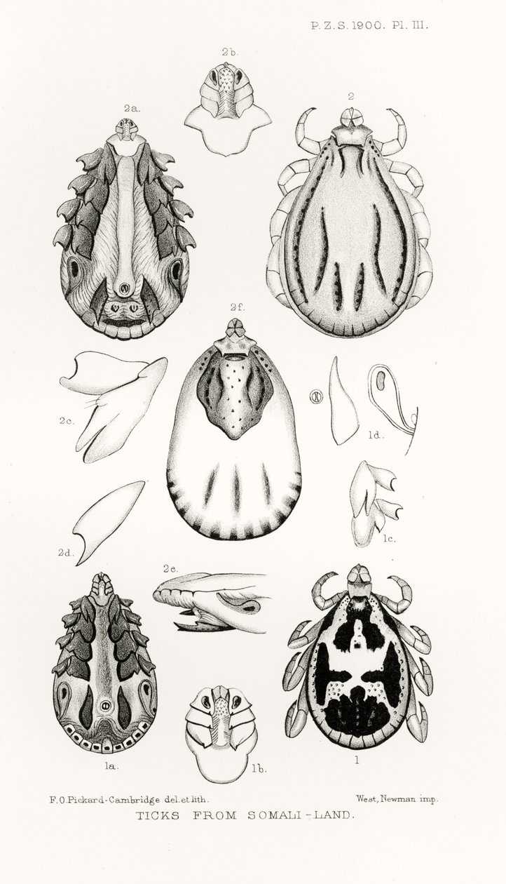 Zecken aus Somaliland, Illustration aus The Hope Reports, Bd. II, 1897-1900, herausgegeben von Edward B. Poulton, Oxford, 1901 von English School