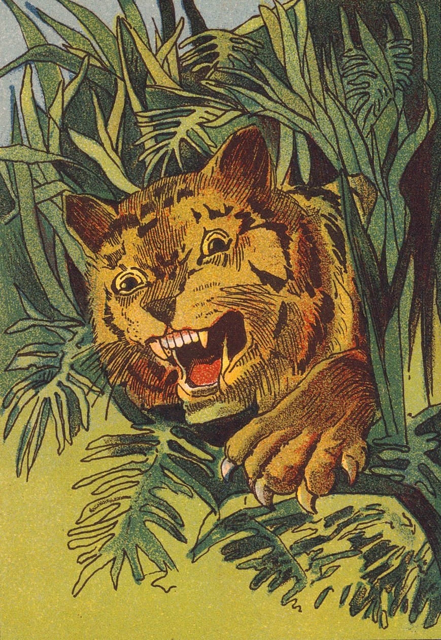 Tiger, Indien (Farblithografie) von English School