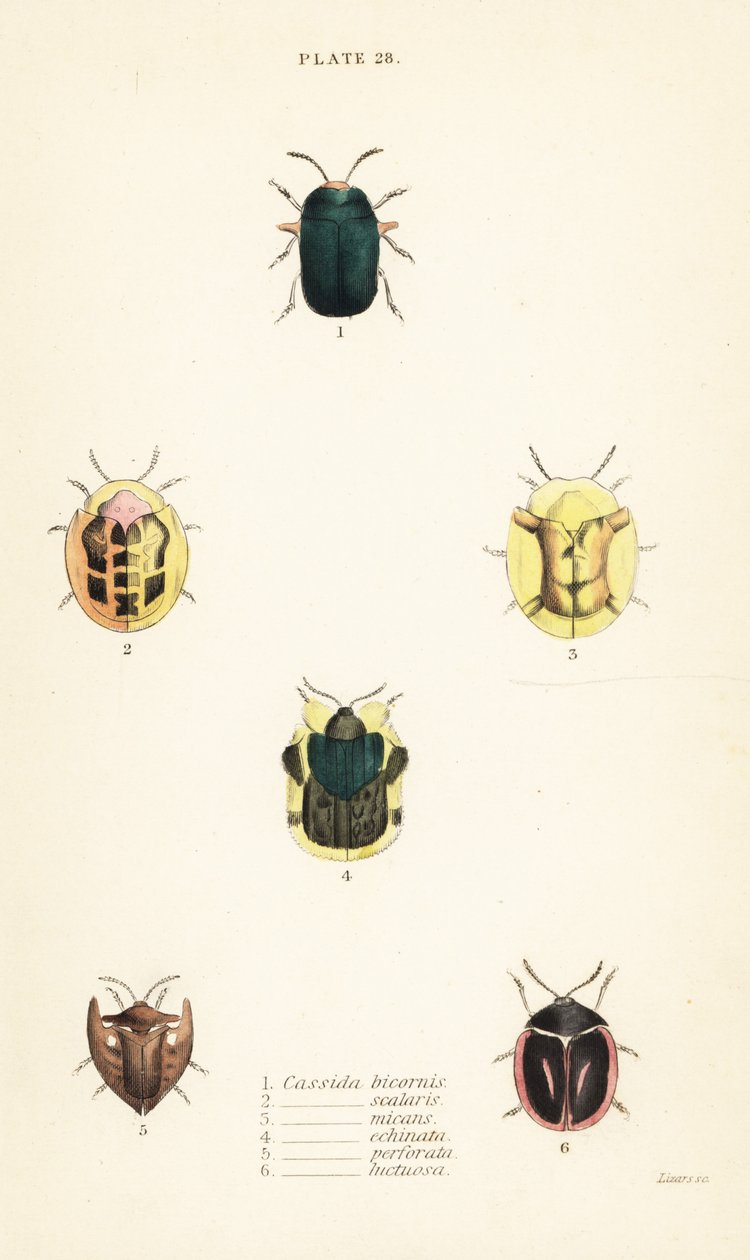 Schildkrötenkäfer: Omocerus bicornis 1, Cassida scalaris 2, Cassida micans 3, Cassida echinata 4, Cassida perforata 5, und Cassida luctuosa 6 von English School