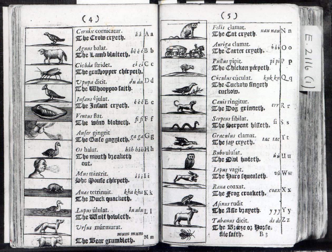 Zwei Seiten aus Orbis Sensualium Pictus von Comenius, 1659 von English School
