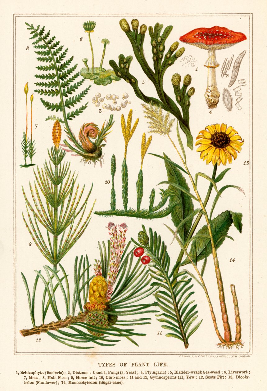 Arten des Pflanzenlebens von English School