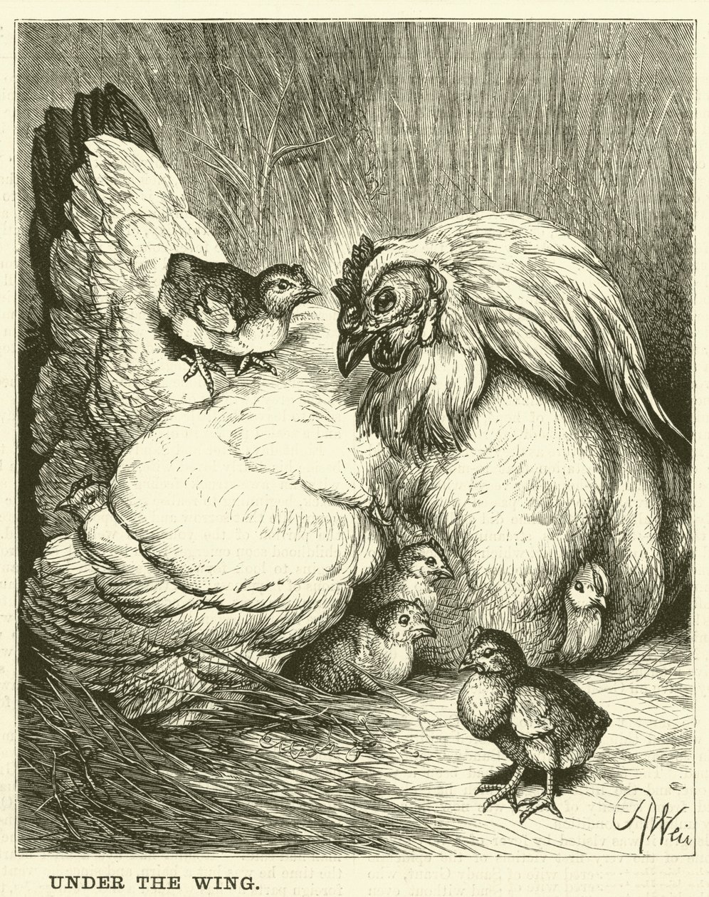 Unter dem Flügel von English School