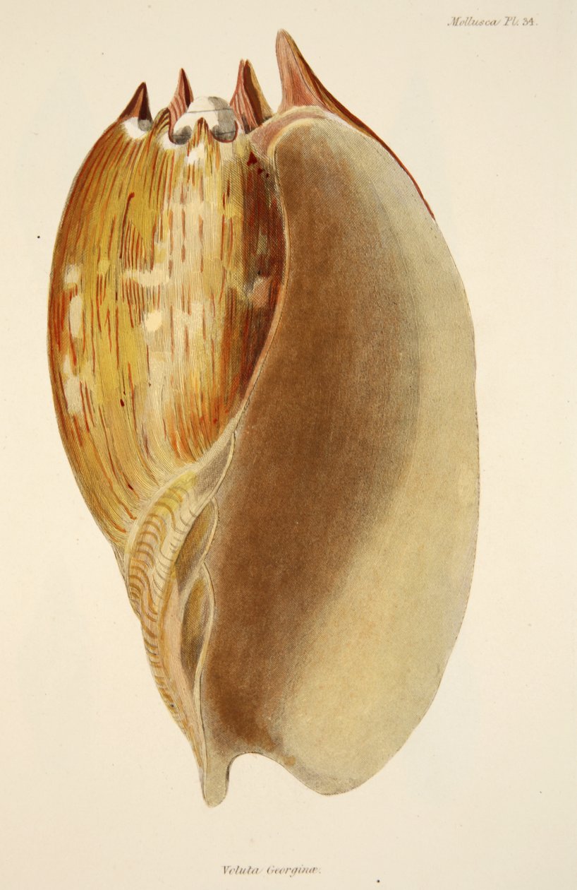 Veluta Georgina, aus Die Mollusken und Radiata, veröffentlicht 1833 von English School