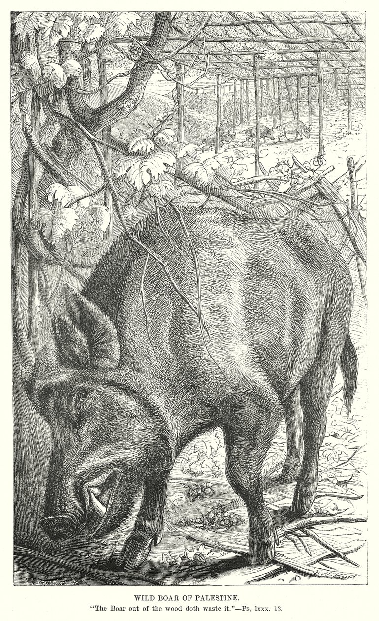 Wildschwein von Palästina (Gravur) von English School