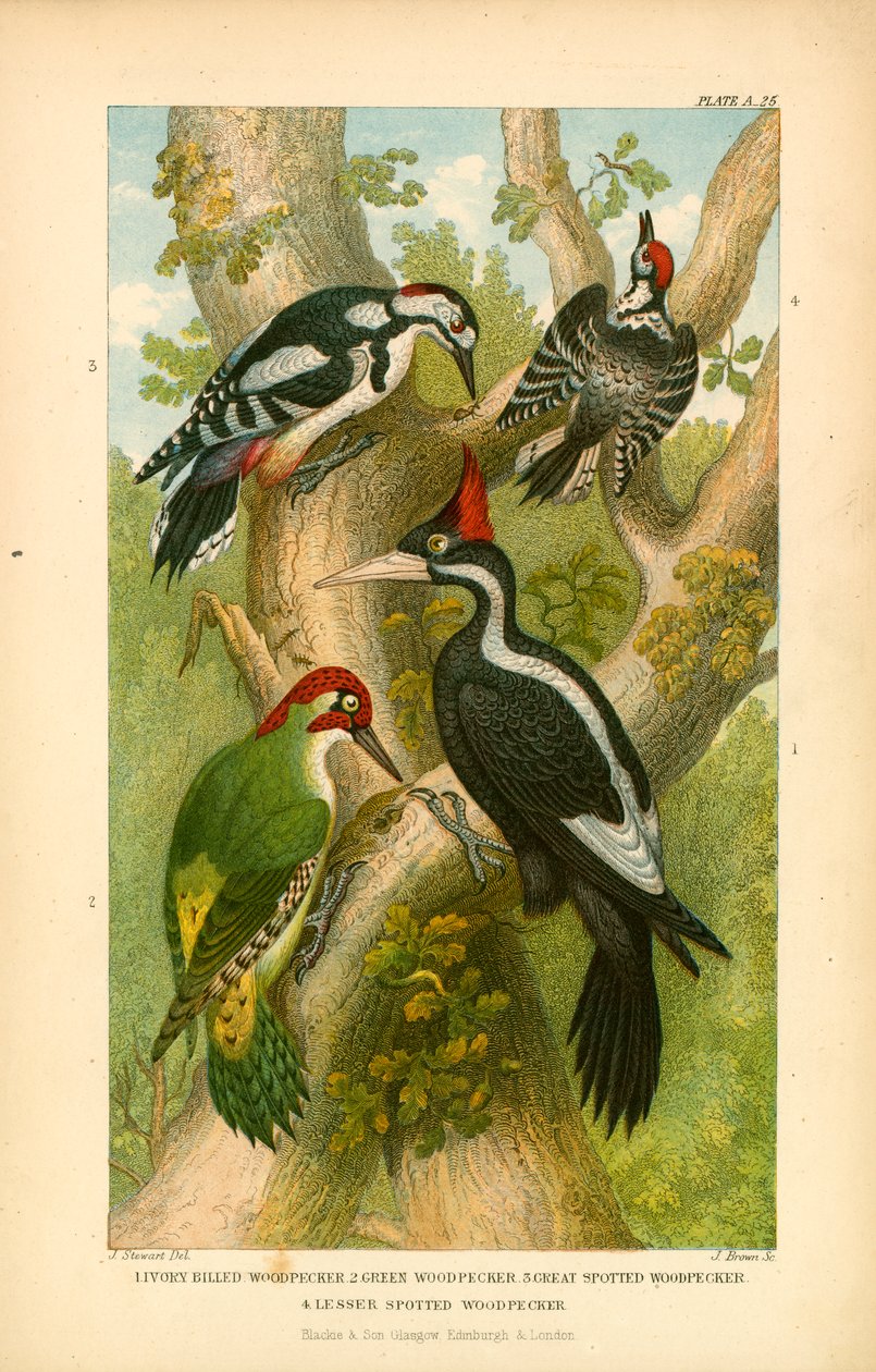 Spechte (Farblithografie) von English School