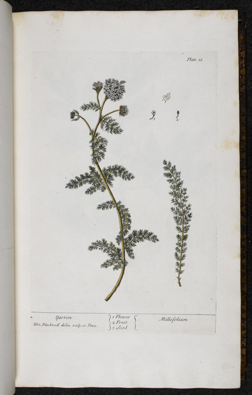 Schafgarbe, Tafel 18 aus 