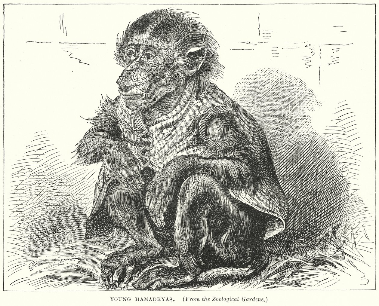 Junger Hamadryas von English School