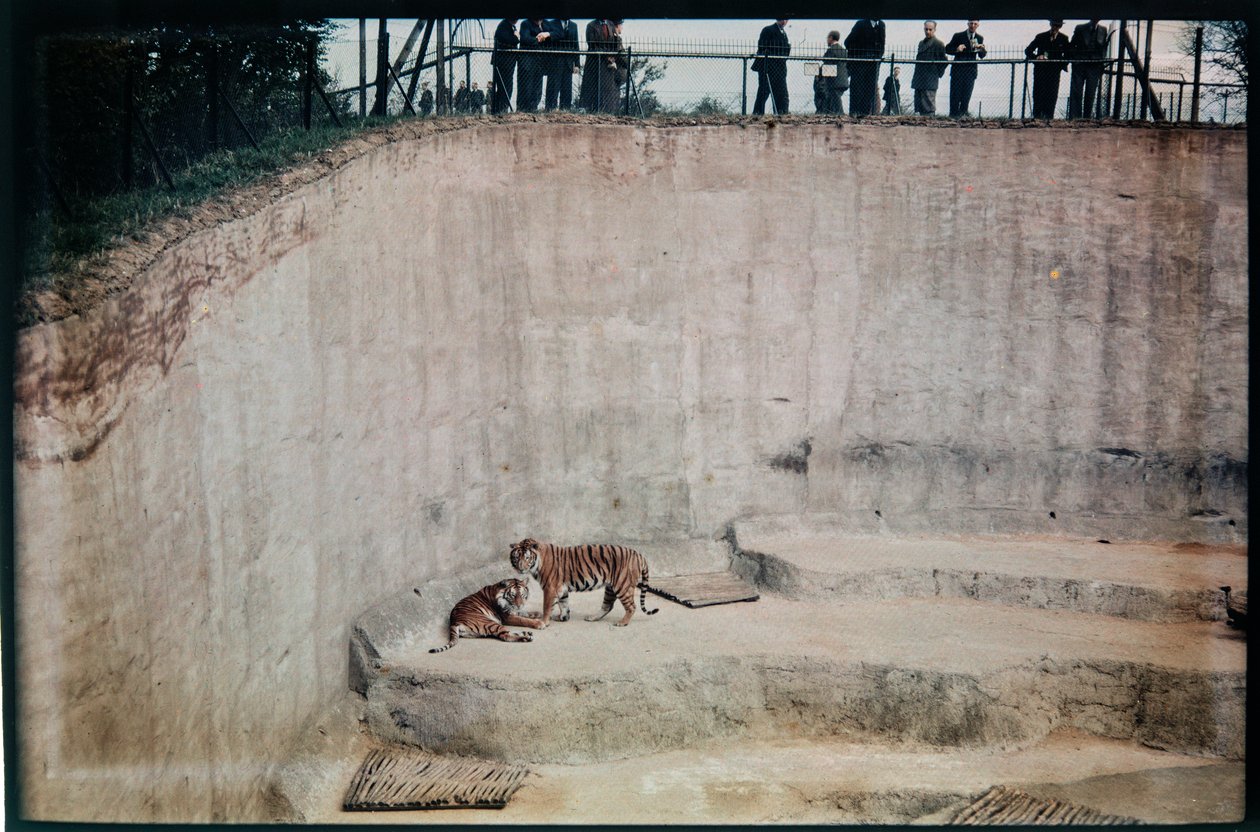 Whipsnade Zoo, Whipsnade, Central Bedfordshire, Central Bedfordshire, UK von Eric Maybank