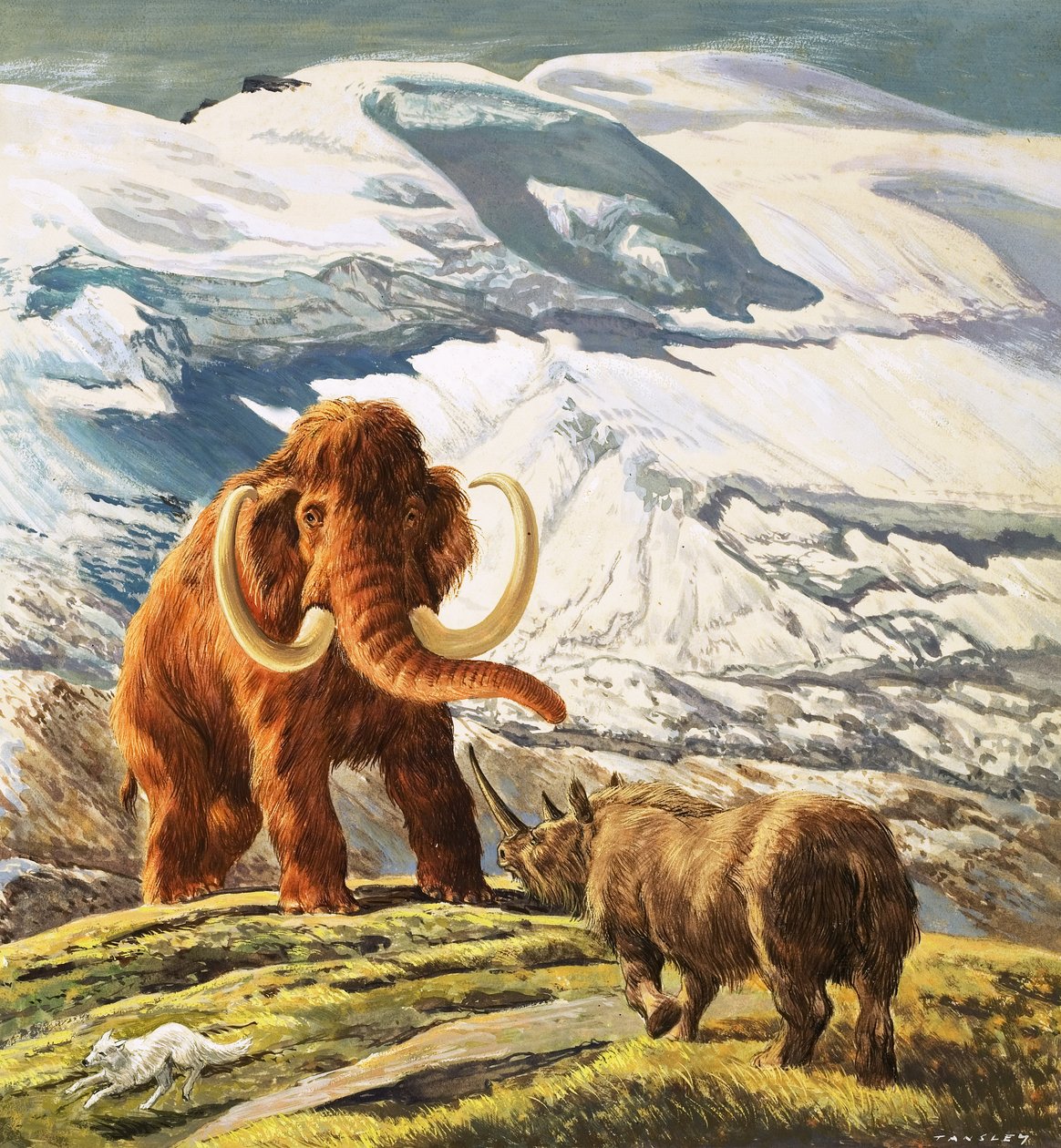 Mammut trifft Nashorn von Eric Tansley