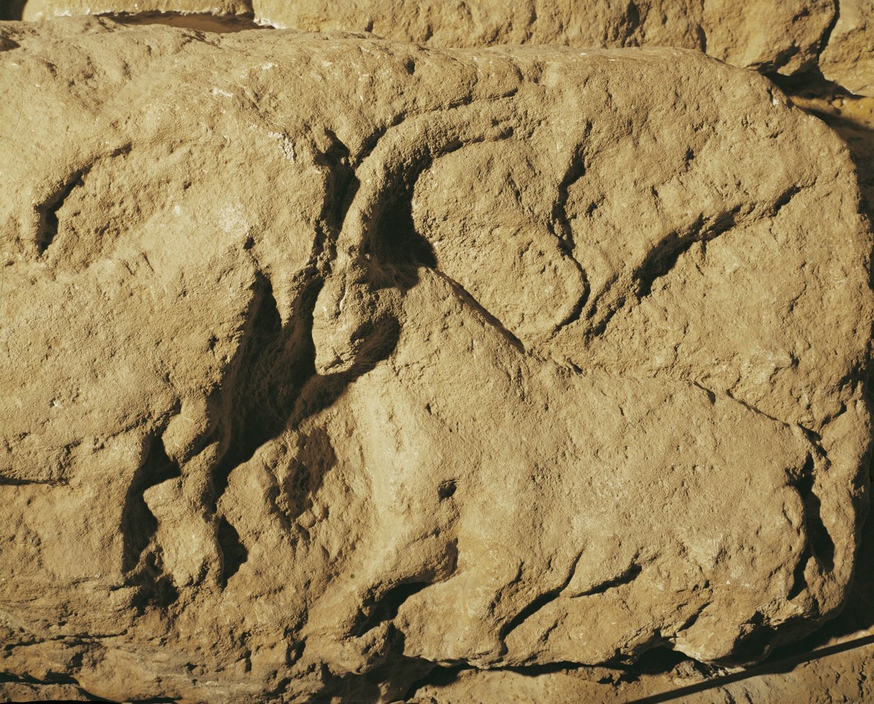 Kämpfende Widder (Steinrelief) von Erich Lessing