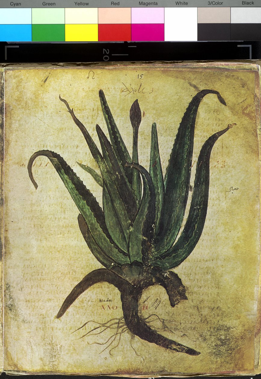 Ganzseitig: Blumenillustration: Aloe von Erich Lessing