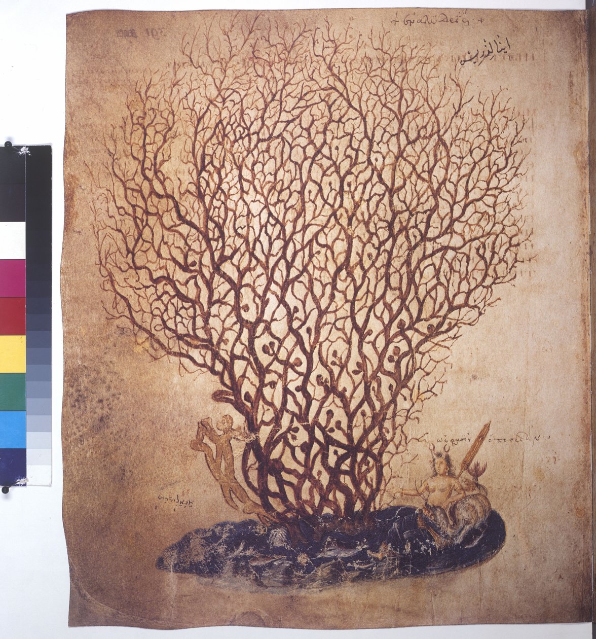 Vollseite: Pflanzenstudie von Erich Lessing