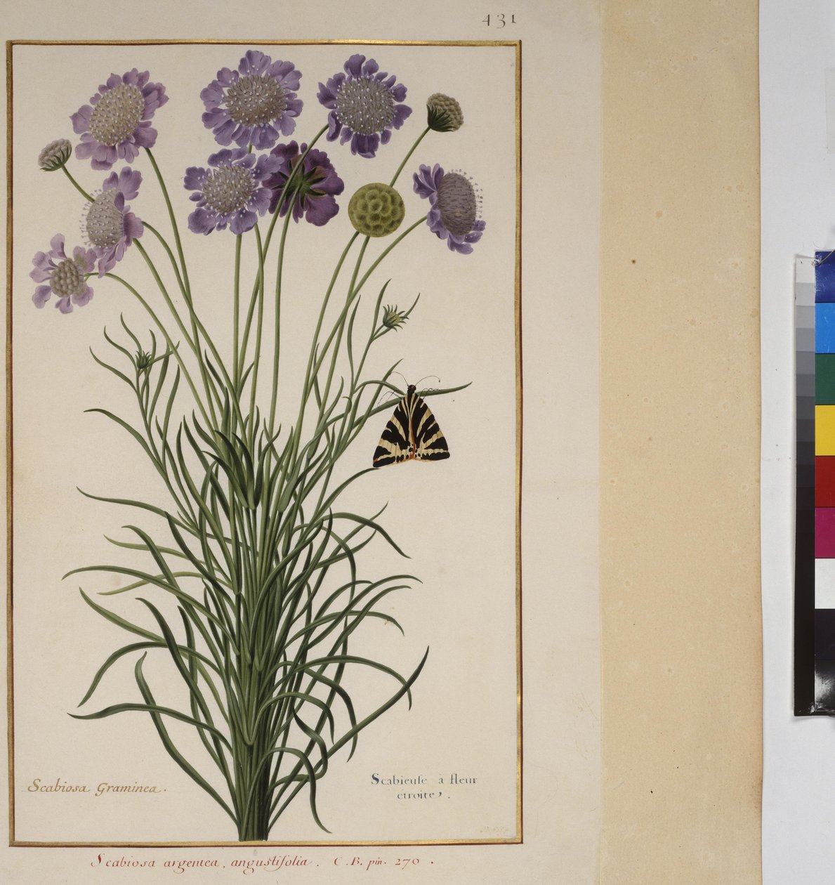 Ganzseitig: Pflanzenstudie, ca. 1650-75 von Erich Lessing