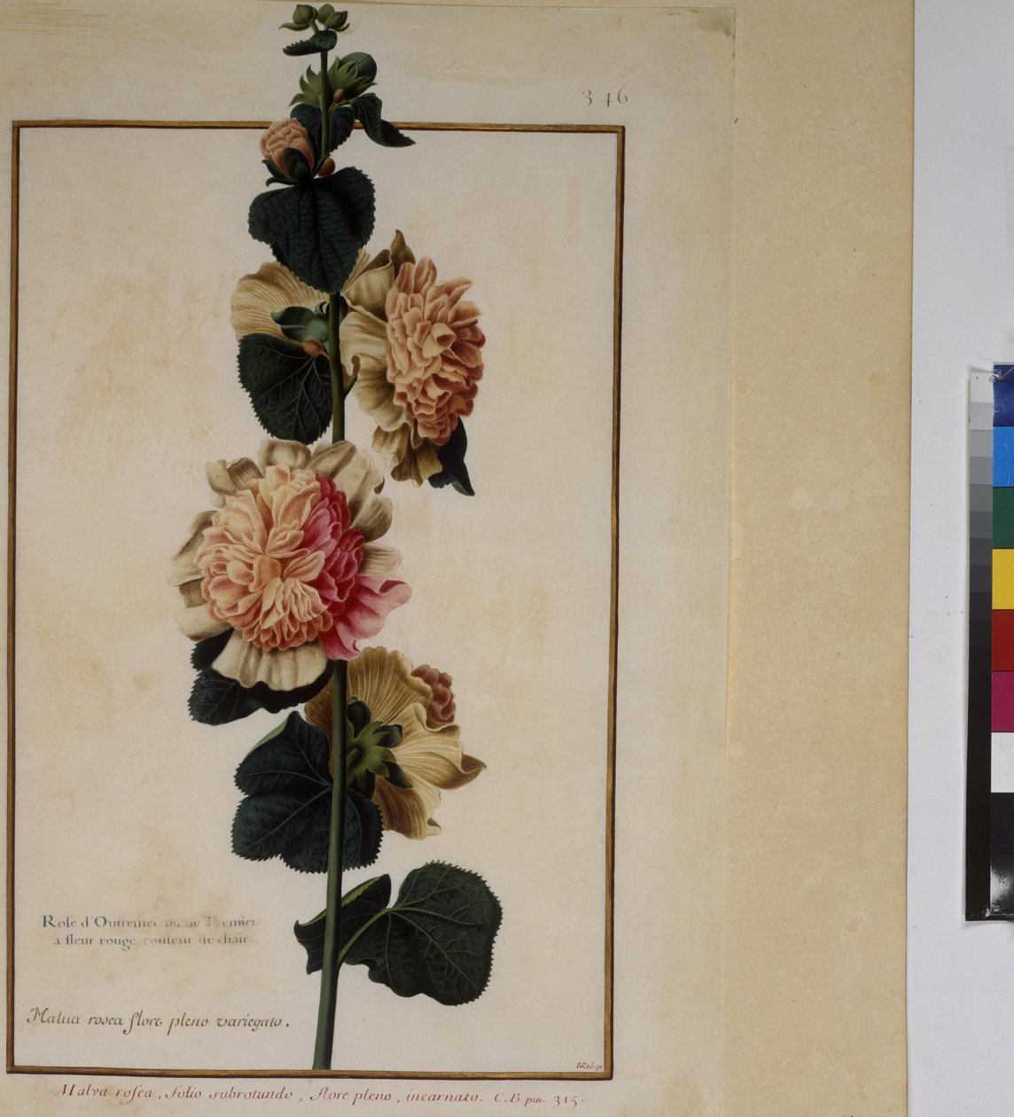 Vollseite: Pflanzenstudie, um 1650-75 von Erich Lessing