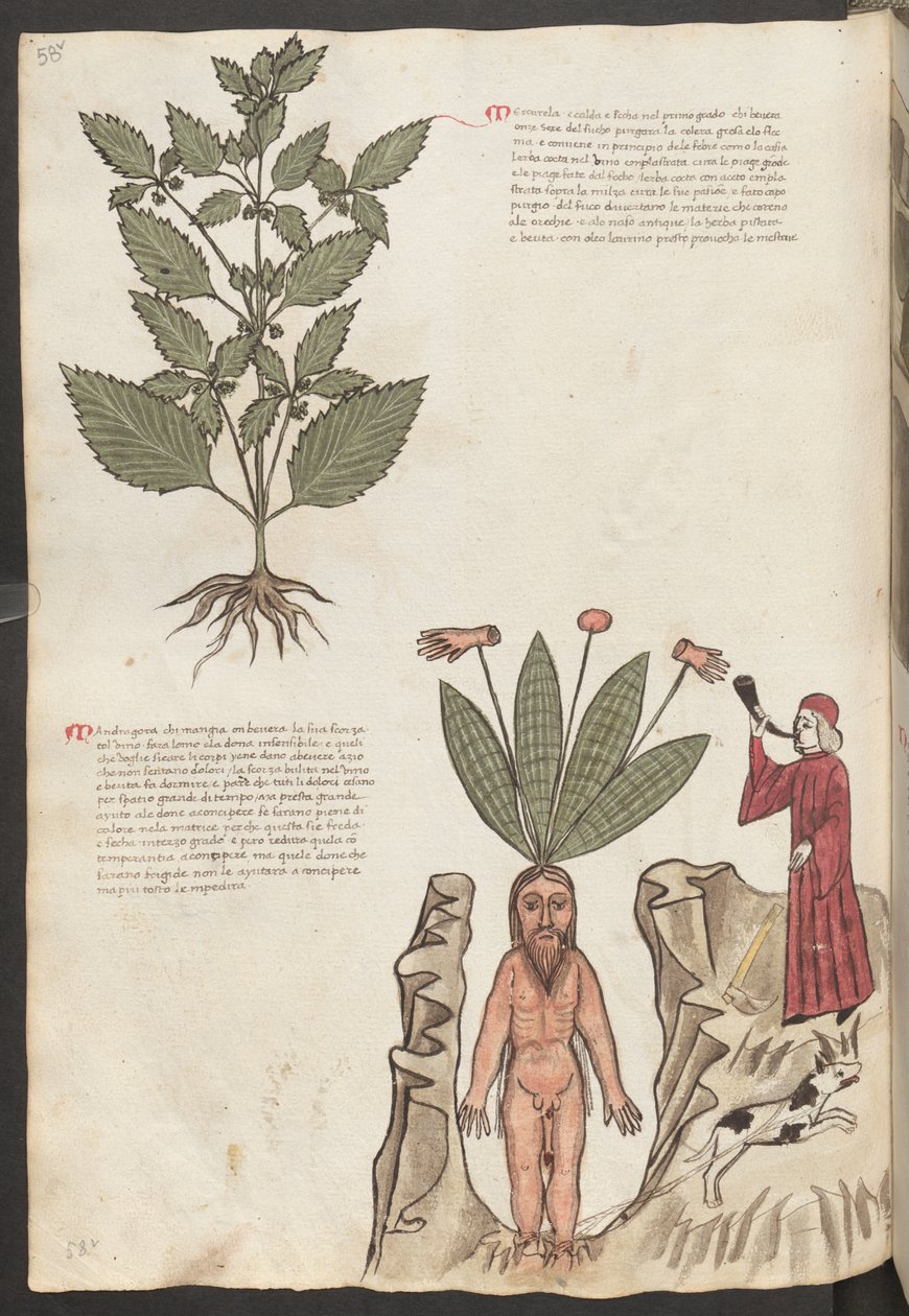 Ganzseitig: Text und Miniaturen: "Mercurela" von Erich Lessing