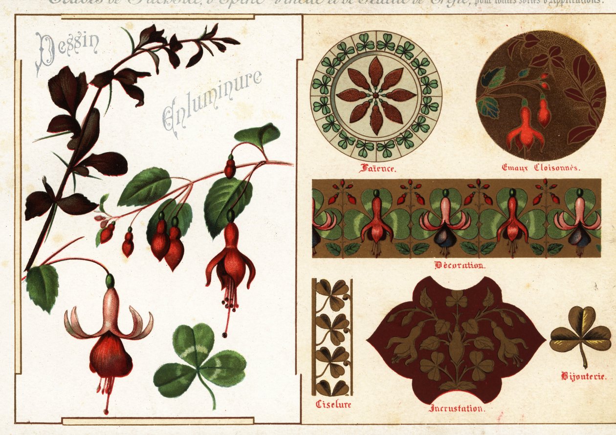 Bilder von Fuchsie und Berberitze aus Manuskripten und deren Anwendung von Ernest Guillot