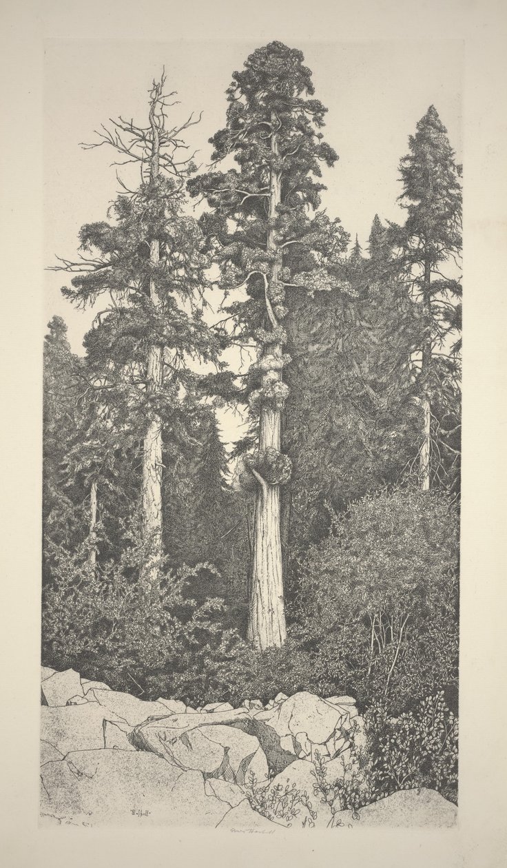 Baby-Sequoia von Ernest Haskell