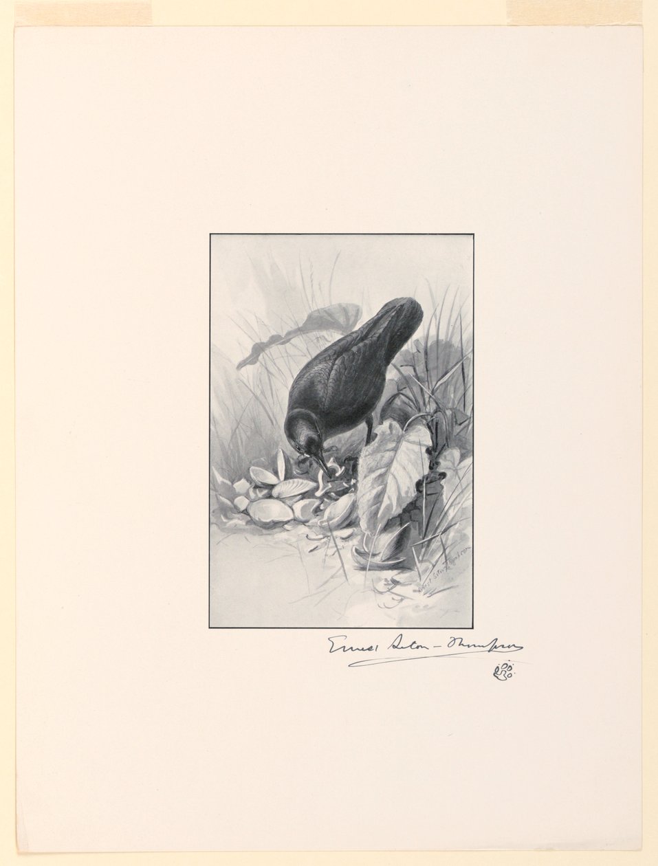 Der Griff einer Porzellantasse, das Juwel der Sammlung von Ernest Thompson Seton