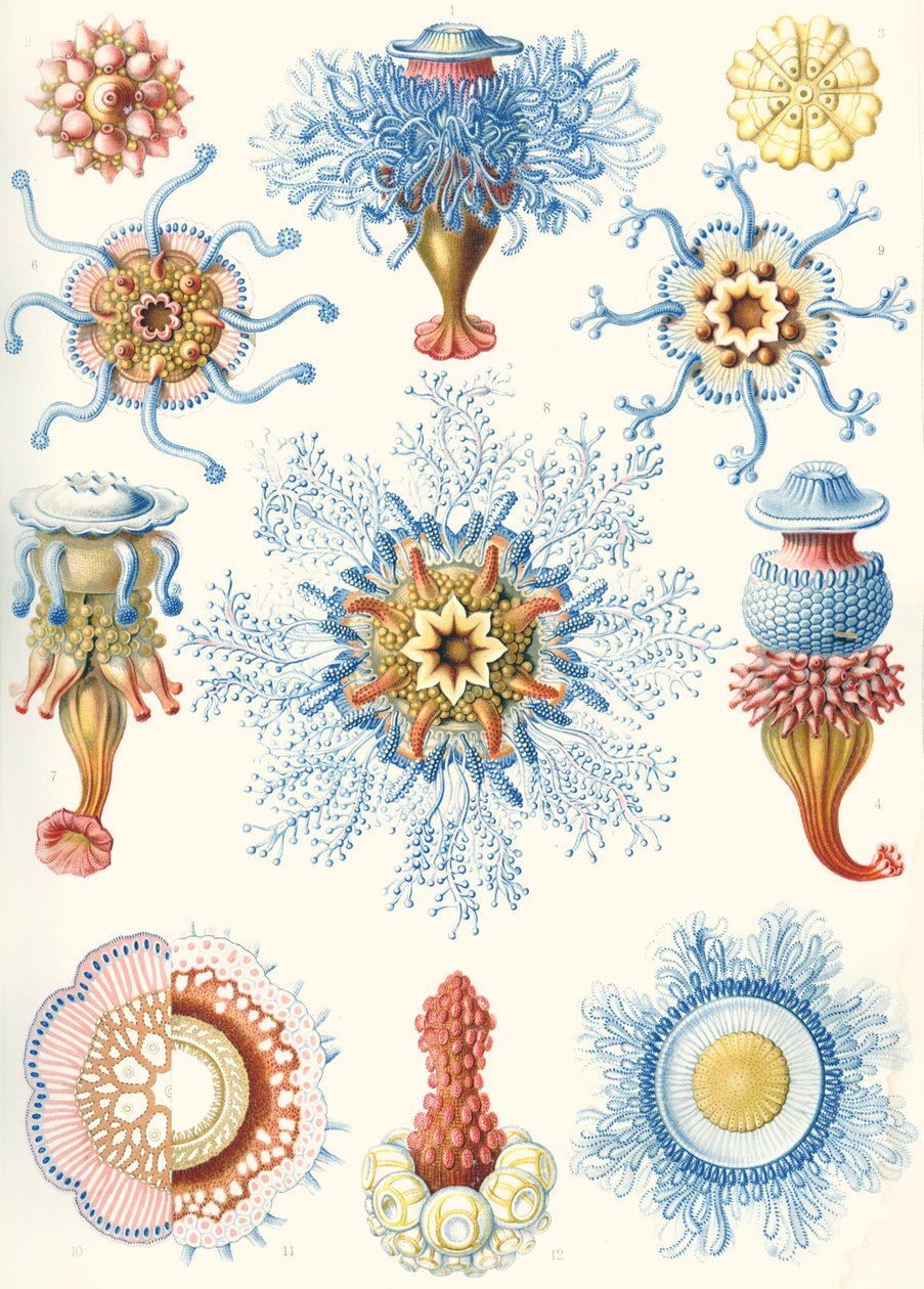Beispiele von Siphonophorae aus 