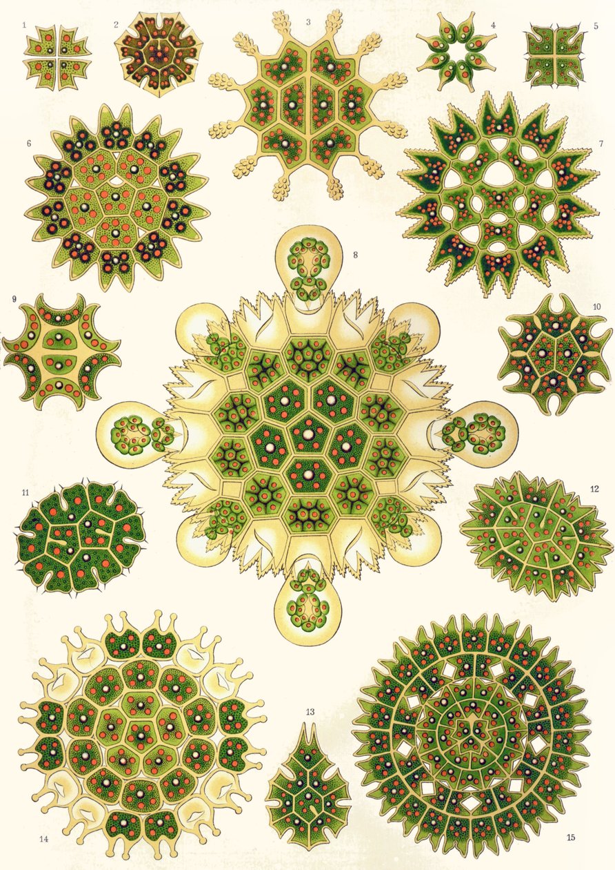 Varianten von Pediastrum aus 