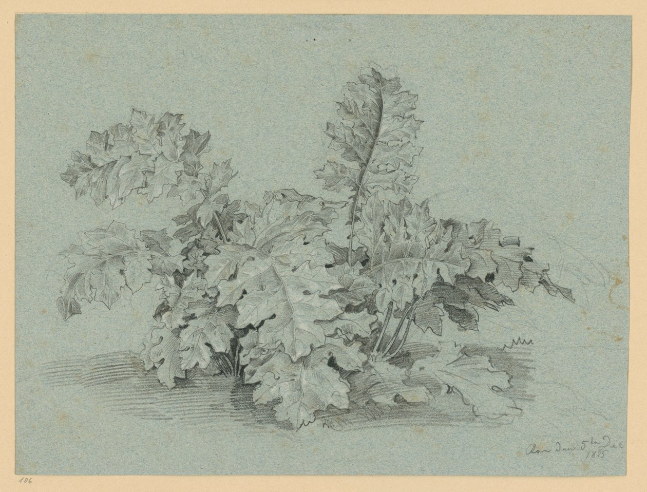 Akanthus-Staude von Ernst Fries