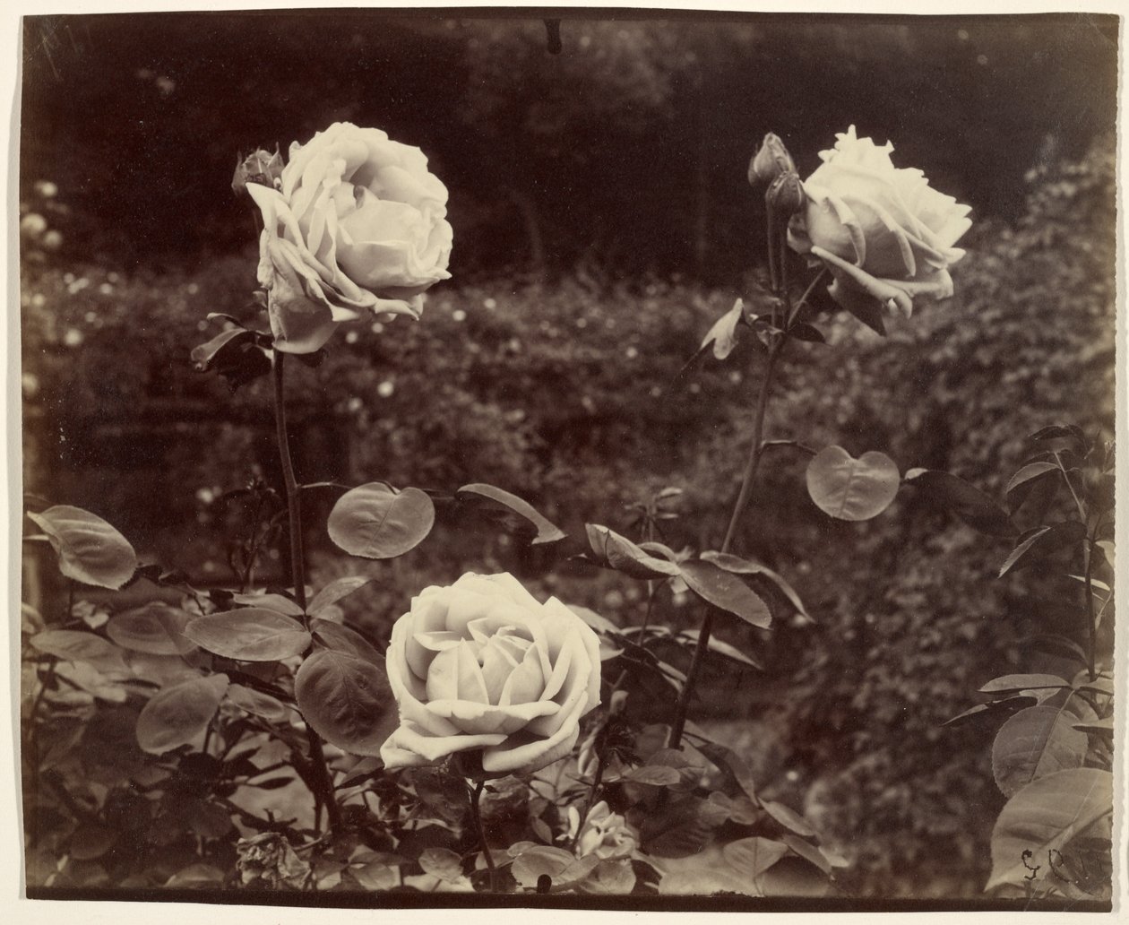 Rosen von Eugène Atget