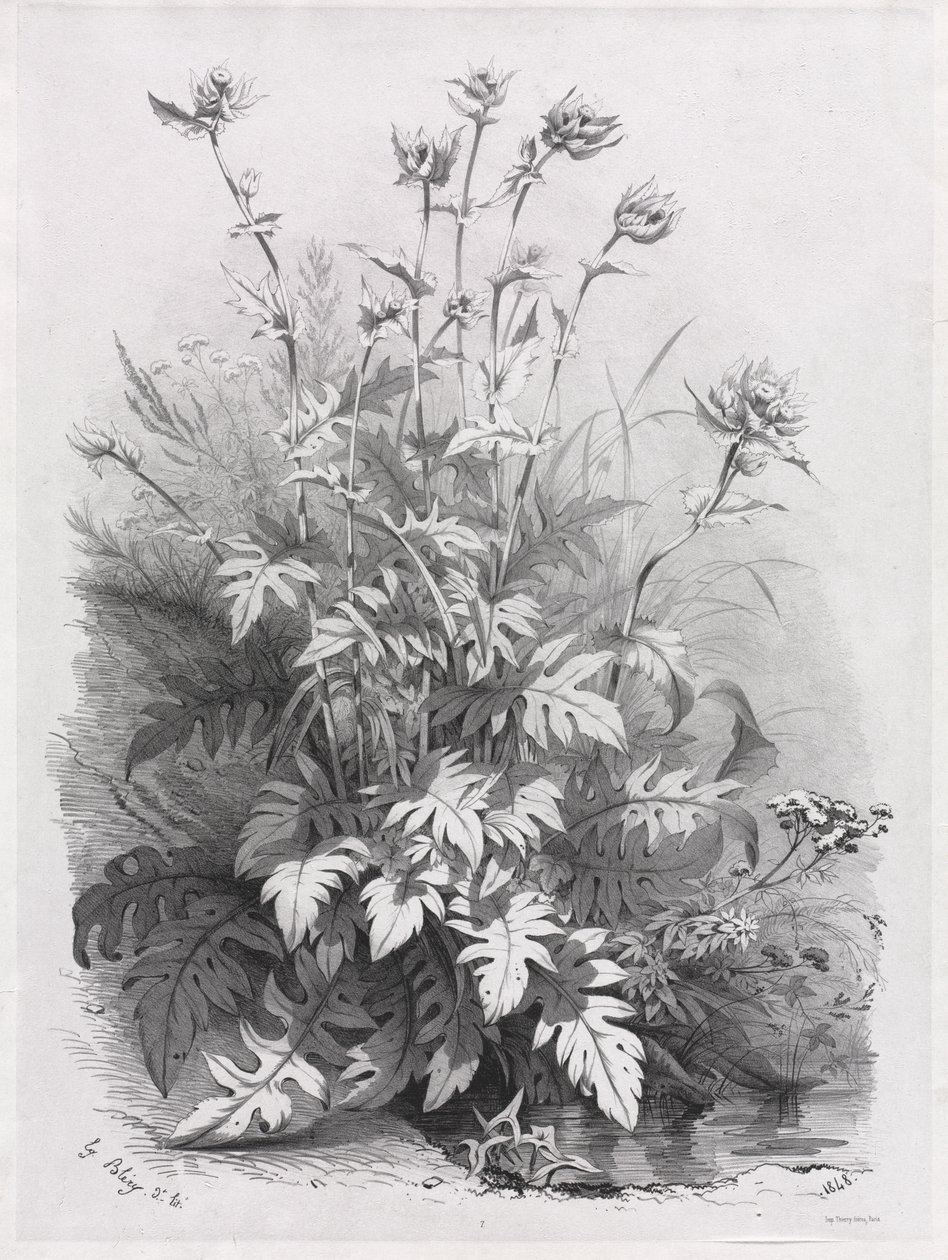 Gruppen verschiedener Pflanzen nach der Natur gezeichnet: Nr. 7 von Eugene Bléry