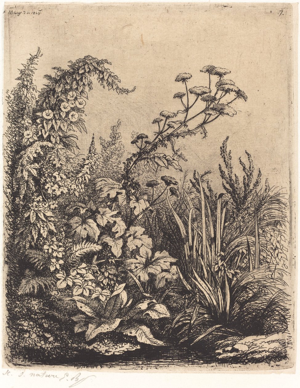 Kleine Wasserpetersilie mit Winde von Eugene Bléry