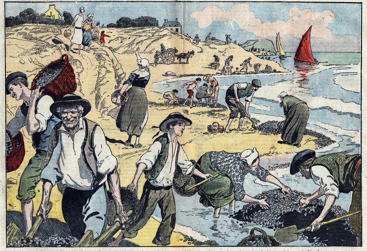 Die Bewohner der Küste von Thouais ernten Muscheln. Kernevel, Finistère (29), Bretagne. Illustration von Damblans. In „Le Pelerin“ vom 31. August von Eugene Damblans