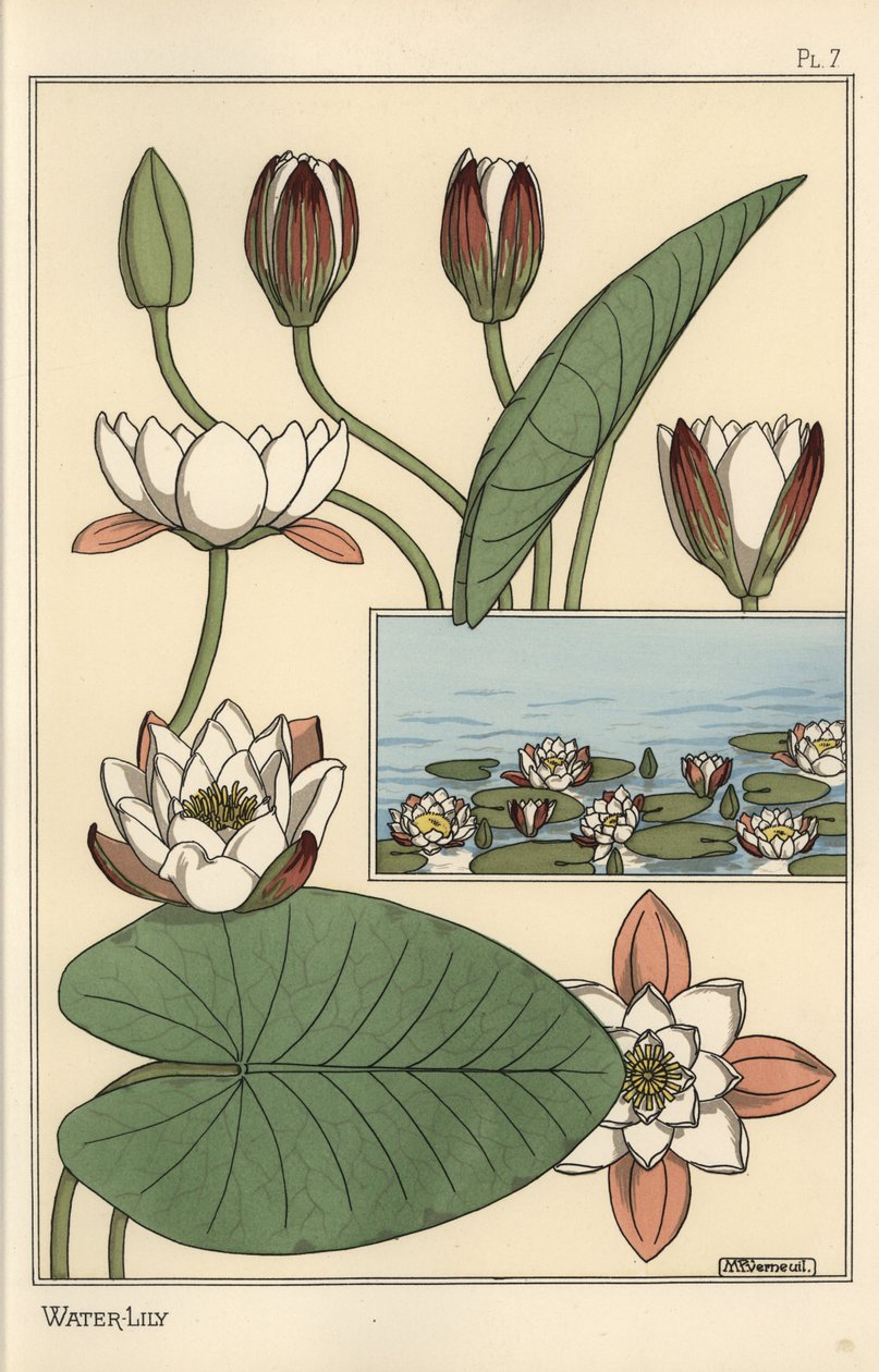 Die Seerose, Nelumbo lutea, und Blütenteile von Eugene Grasset