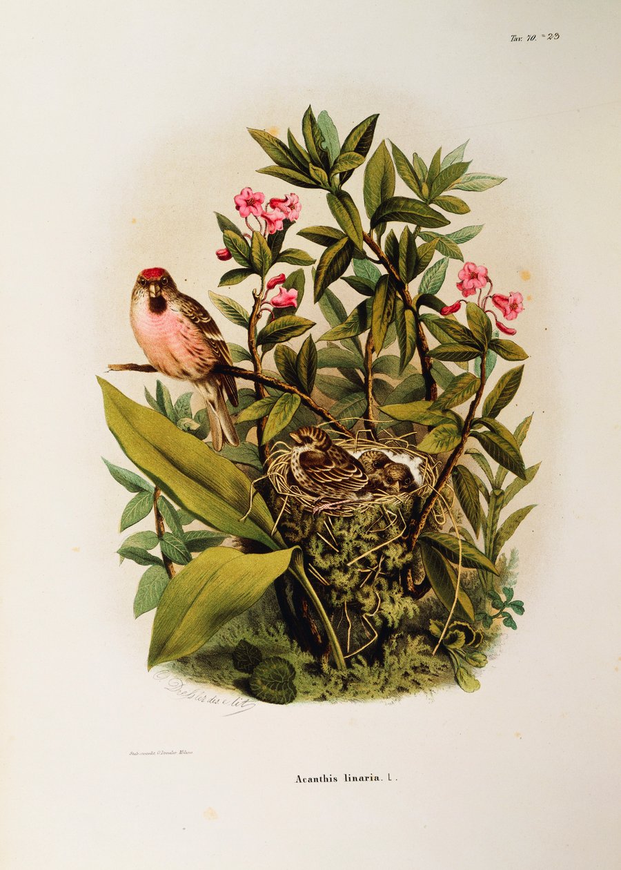 Illustration aus Eugenio Bettonis "Naturgeschichte der Vögel, die in der Lombardei nisten" darstellend Birkenzeisig (Carduelis flammea) von Eugenio Bettoni, Oscar Dressler