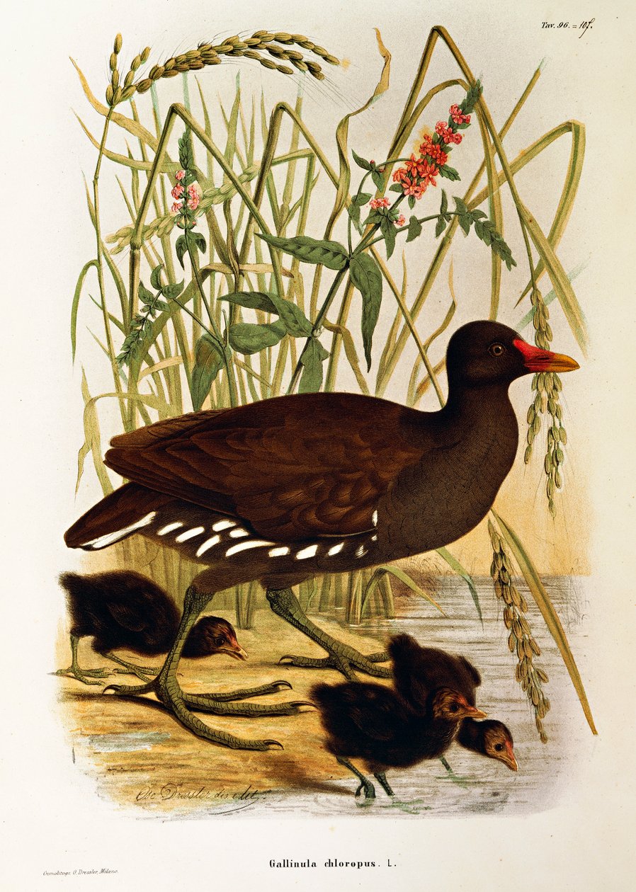 Illustration aus Eugenio Bettonis "Naturgeschichte der Vögel, die in der Lombardei nisten" darstellend Teichhuhn (Gallinula chloropus) von Eugenio Bettoni, Oscar Dressler