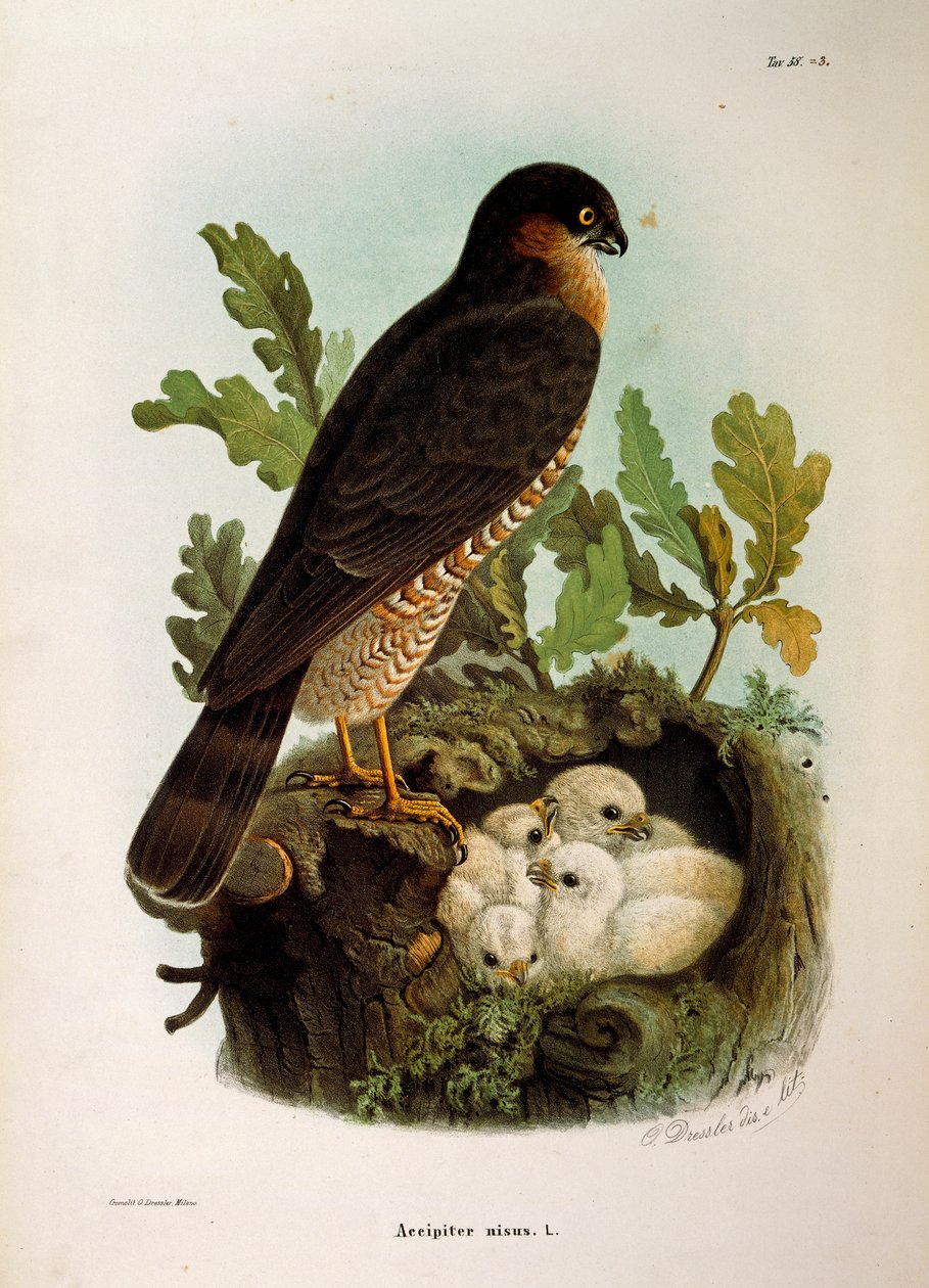 Illustration aus Eugenio Bettonis "Naturgeschichte der Vögel, die in der Lombardei nisten" darstellend Sperber (Accipiter nisus) von Eugenio Bettoni, Oscar Dressler