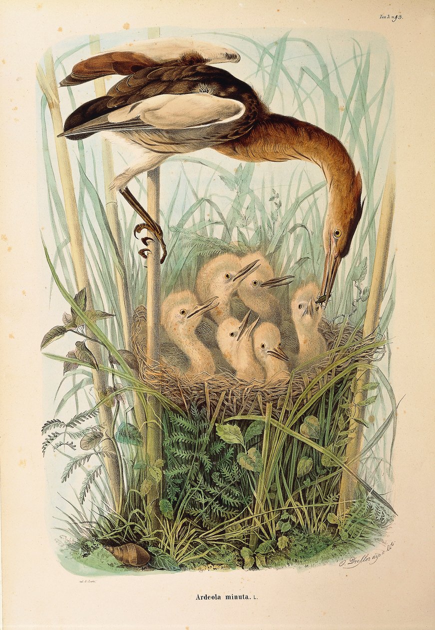 Illustration aus Eugenio Bettonis "Naturgeschichte der Vögel, die in der Lombardei nisten" darstellend Zwergdommel Ixobrychus minutus, von Oscar Dressler von Eugenio Bettoni, Oscar Dressler