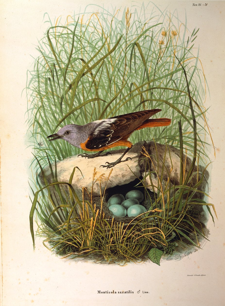Illustration aus Eugenio Bettonis "Naturgeschichte der Vögel, die in der Lombardei nisten" darstellend Steinrötel Monticola saxatilis Weibchen am Nest, von Oscar Dressler von Eugenio Bettoni, Oscar Dressler