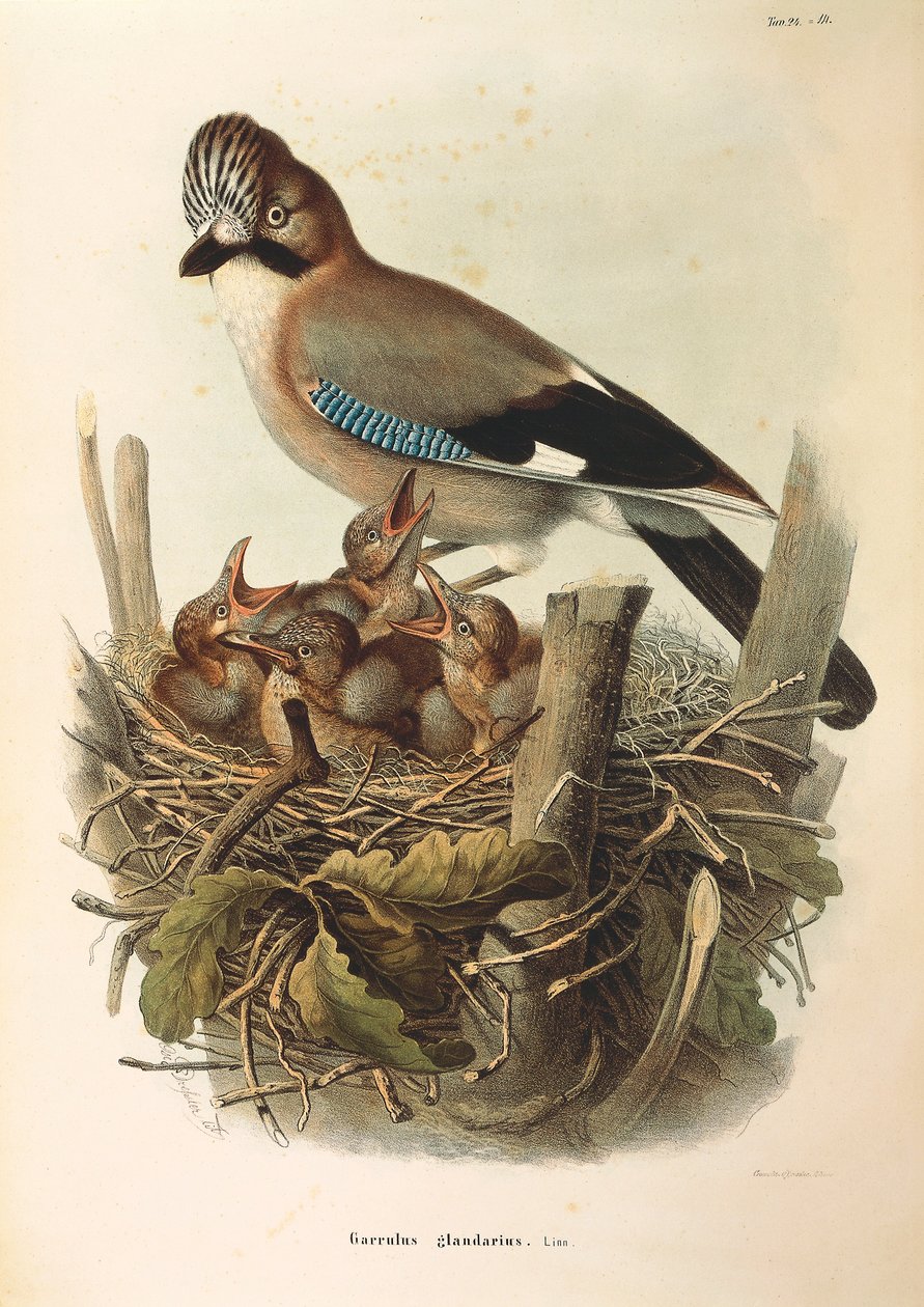 Illustration aus Eugenio Bettonis "Naturgeschichte der Vögel, die in der Lombardei nisten" darstellend Eichelhäher (Garrulus glandarius), von Oscar Dressler von Eugenio Bettoni, Oscar Dressler